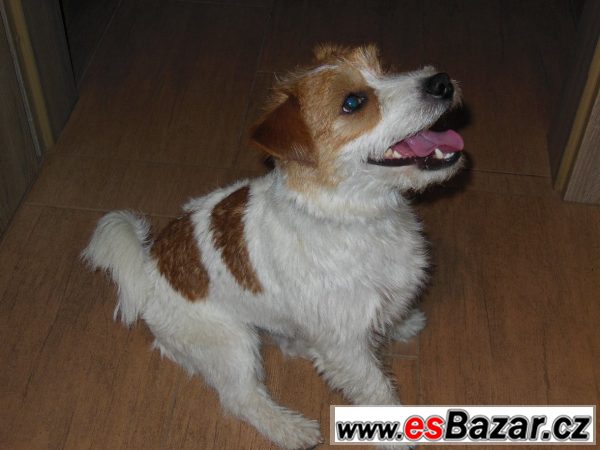Jack Russell terier čistokrevný pes – fotografie 4