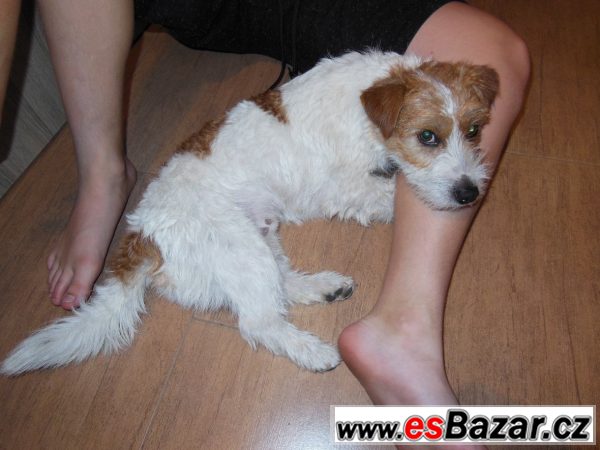 Jack Russell terier čistokrevný pes – fotografie 5