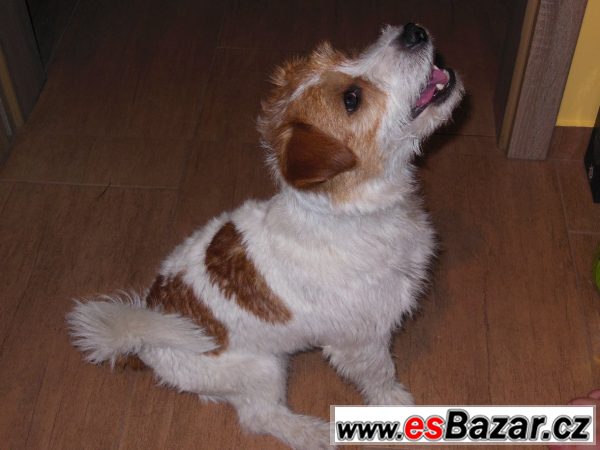 Jack Russell terier čistokrevný pes – fotografie 6