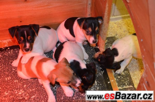 Jack Russel terrier s PP – fotografie 1