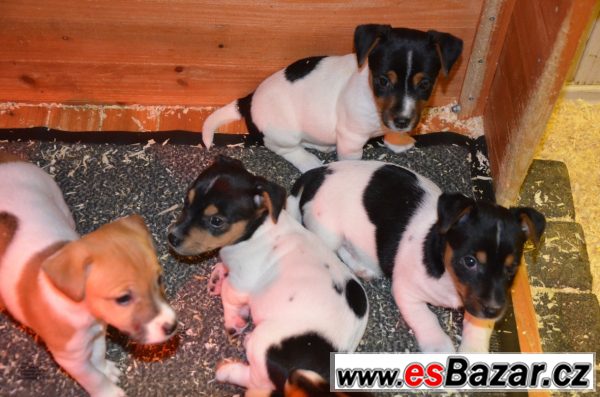 Jack Russel terrier s PP – fotografie 2