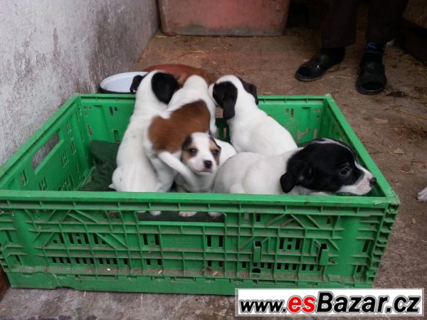 Jack Russel terrier s PP – fotografie 5