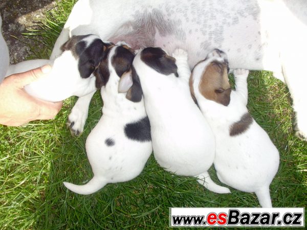 Jack Russel teriér- štěňata – fotografie 1