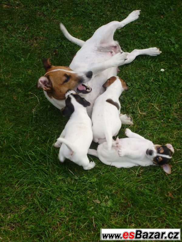 Jack Russel teriér- štěňata – fotografie 2