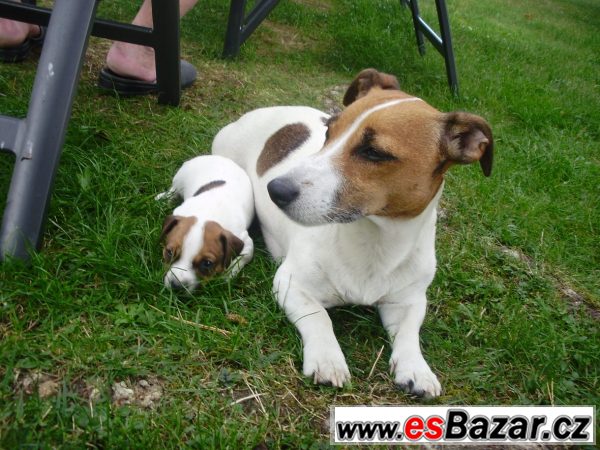 Jack Russel teriér- štěňata – fotografie 3