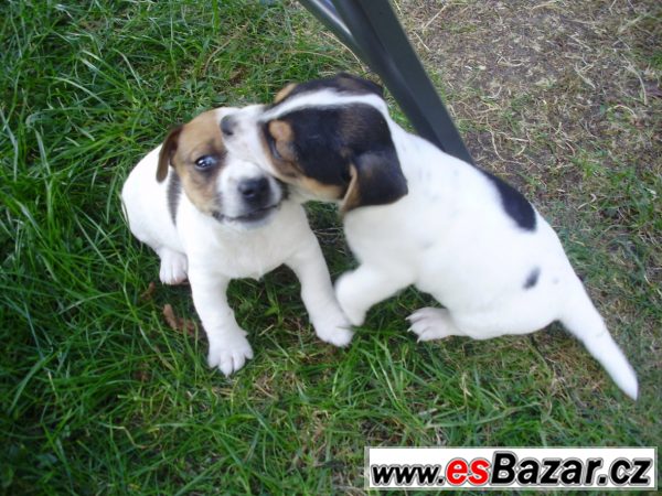 Jack Russel teriér- štěňata – fotografie 4