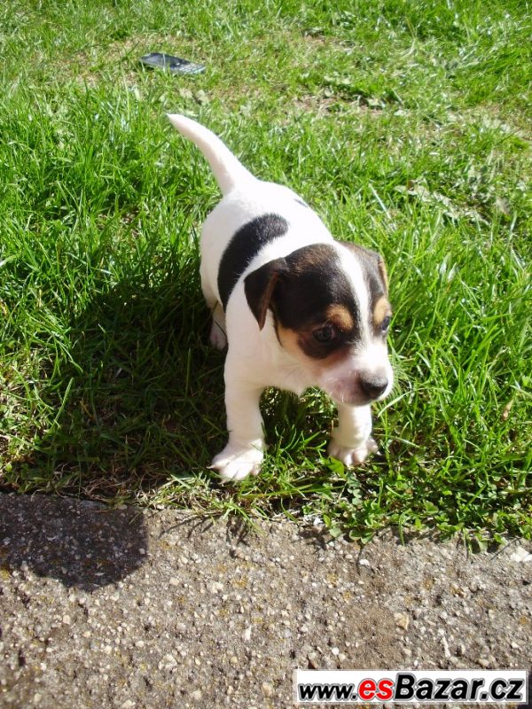 Jack Russel teriér- štěňata – fotografie 5