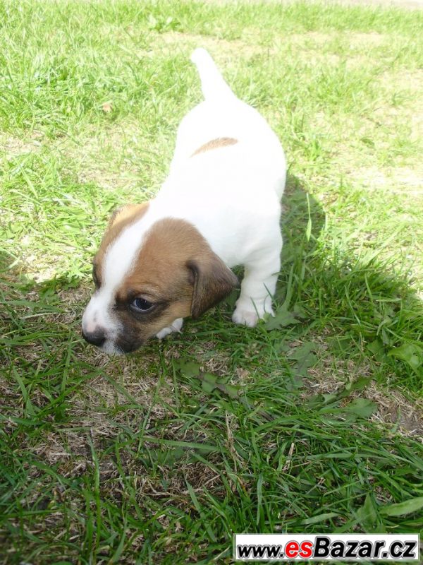 Jack Russel teriér- štěňata – fotografie 6