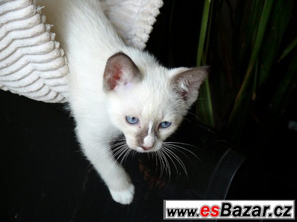 Koťátka Snowshoe – fotografie 2