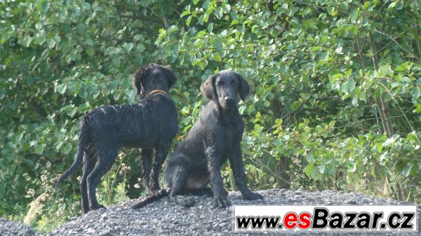 Štěně Flat coated retrievr s PP – fotografie 1