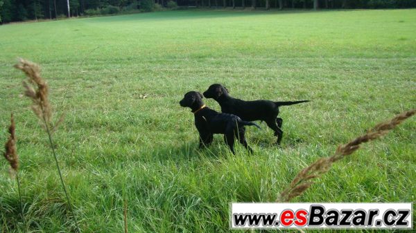 Štěně Flat coated retrievr s PP – fotografie 2