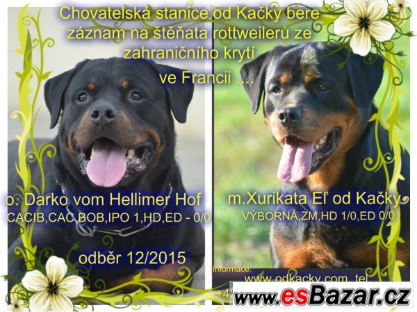 Rottweiler - štěňata s PP – fotografie 1