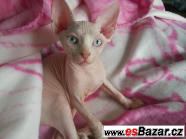 prodám koťata kanadský sphynx – fotografie 2