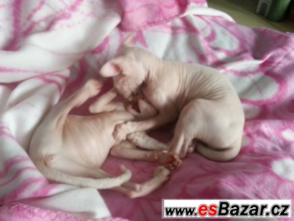 prodám koťata kanadský sphynx – fotografie 6
