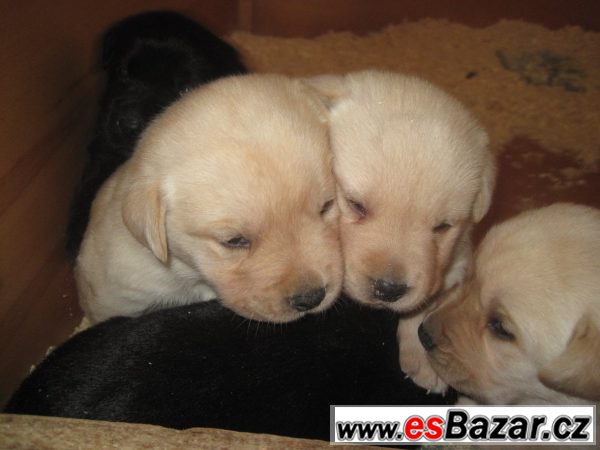Nabízím čistokr. štěňata LABRADORA – fotografie 3