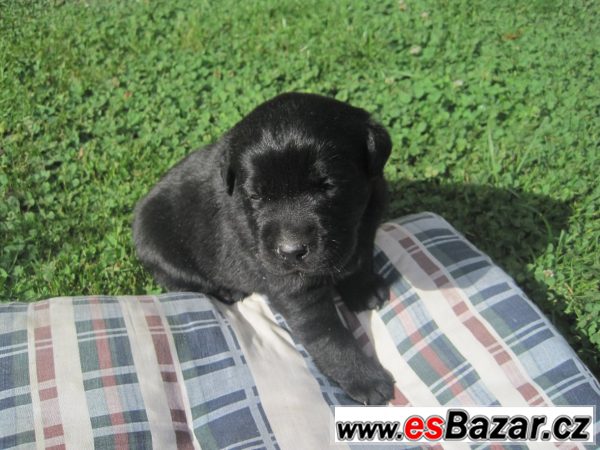 Nabízím čistokr. štěňata LABRADORA – fotografie 4