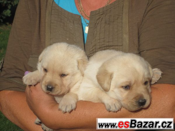 Nabízím čistokr. štěňata LABRADORA – fotografie 5