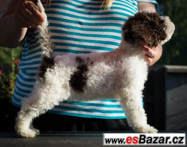 Lagotto Romagnolo - ihned k odběru – fotografie 1