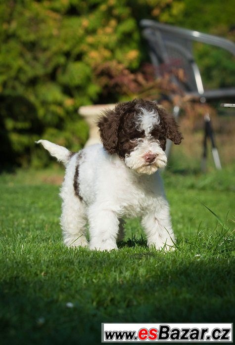 Lagotto Romagnolo - ihned k odběru – fotografie 2