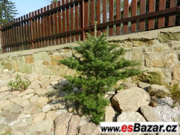 Jedle korejská - Abies koreana – fotografie 1