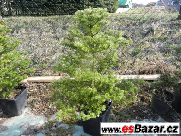 Jedle korejská - Abies koreana – fotografie 2