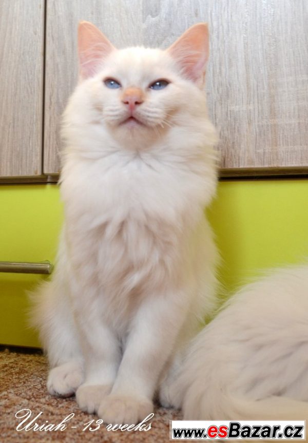 Ragdoll koťátka - již k odběru – fotografie 2