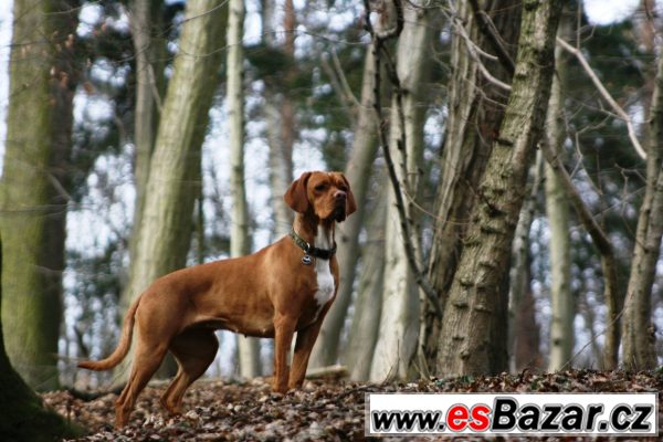 Portugalský ohař – fotografie 2