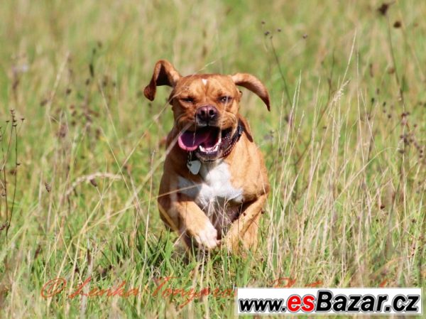 Portugalský ohař – fotografie 5