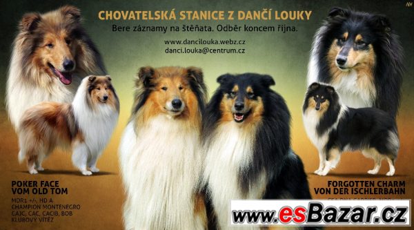 Krásná štěňata kolie dlouhosrsté – fotografie 1