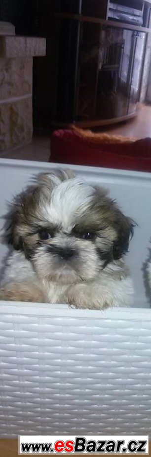 Prodám štěňátko shih-tzu  – fotografie 1