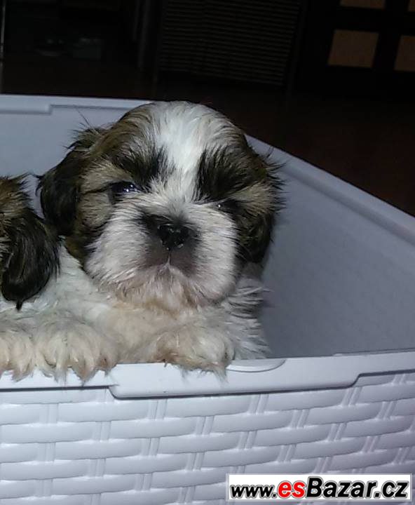 Prodám štěňátko shih-tzu  – fotografie 2