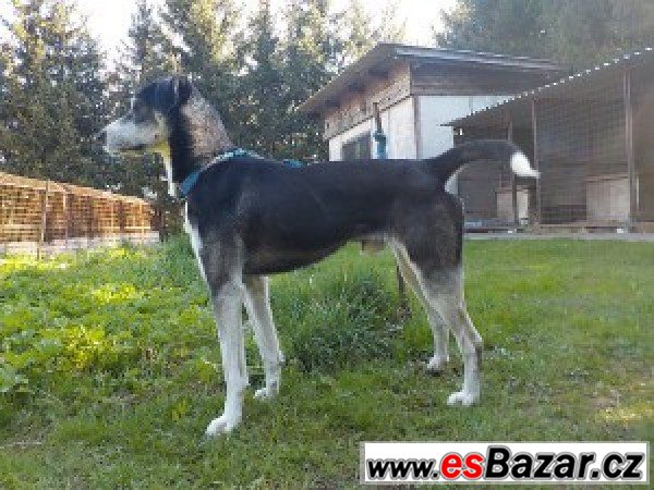 Jack - kříženec - pes – fotografie 1