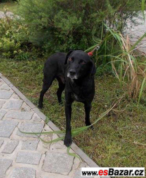 Lex - labradorský retrívr x - pes – fotografie 1
