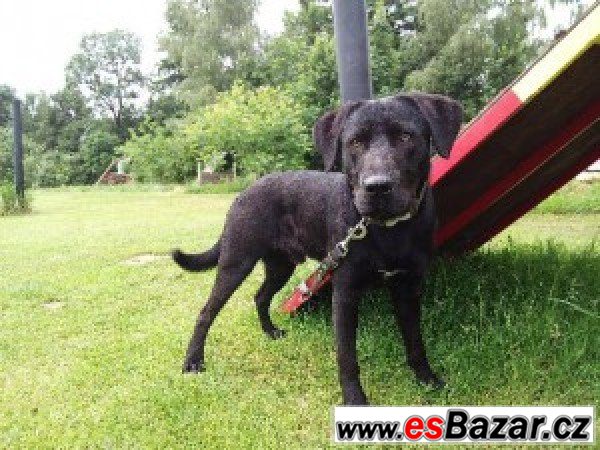 Honzík - labradorský retrívr x-pes – fotografie 1