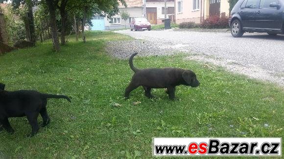 Kříženec - před 8 týdny  – fotografie 3