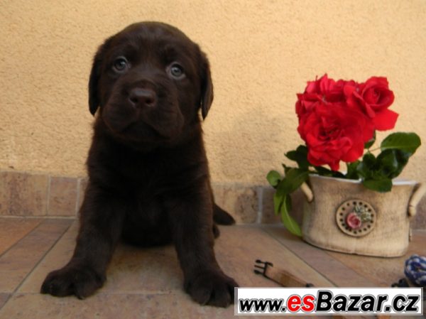 Labrador - fenka – fotografie 1