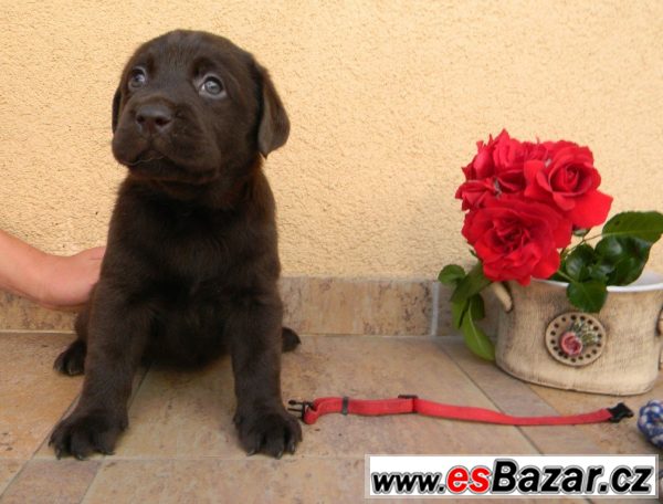 Labrador - fenka – fotografie 3
