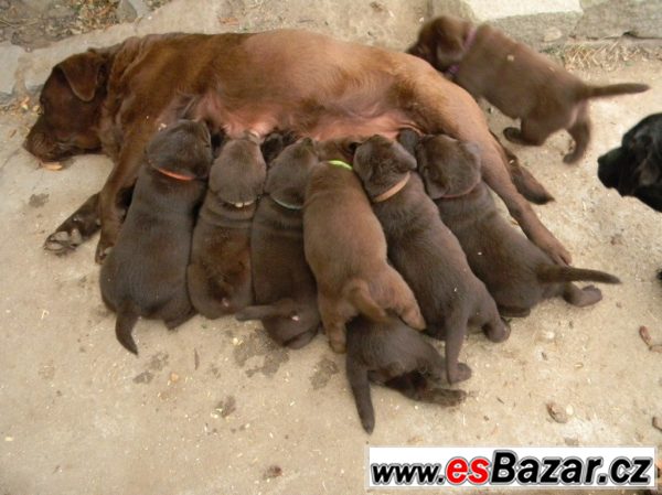 Labrador - fenka – fotografie 5
