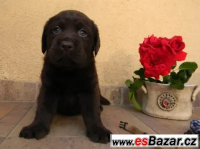 Labrador - fenka