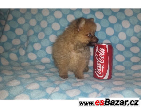 Prodám štěňátka Pomeranian – fotografie 2