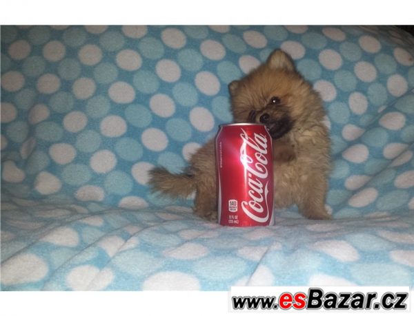 Prodám štěňátka Pomeranian – fotografie 3