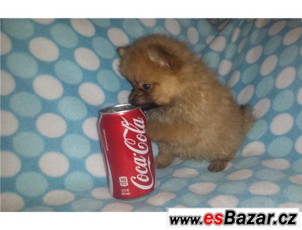 Prodám štěňátka Pomeranian – fotografie 4