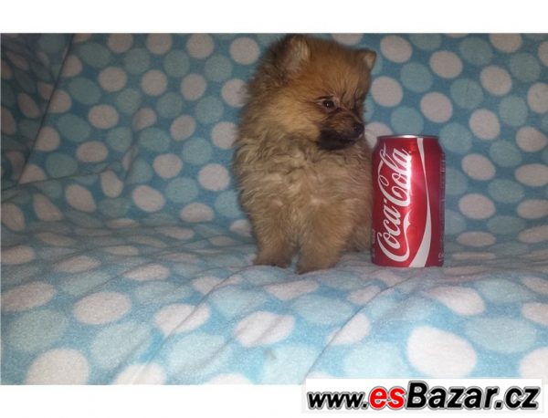 Prodám štěňátka Pomeranian – fotografie 5