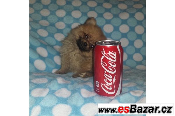 Prodám štěňátka Pomeranian – fotografie 6