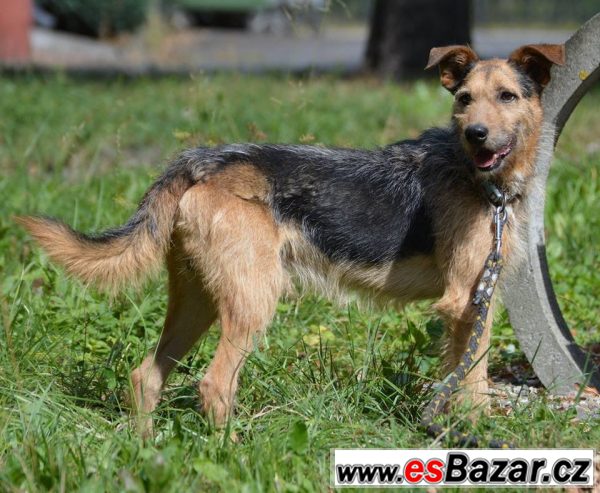 TIMUR - Kříženec - pes – fotografie 2