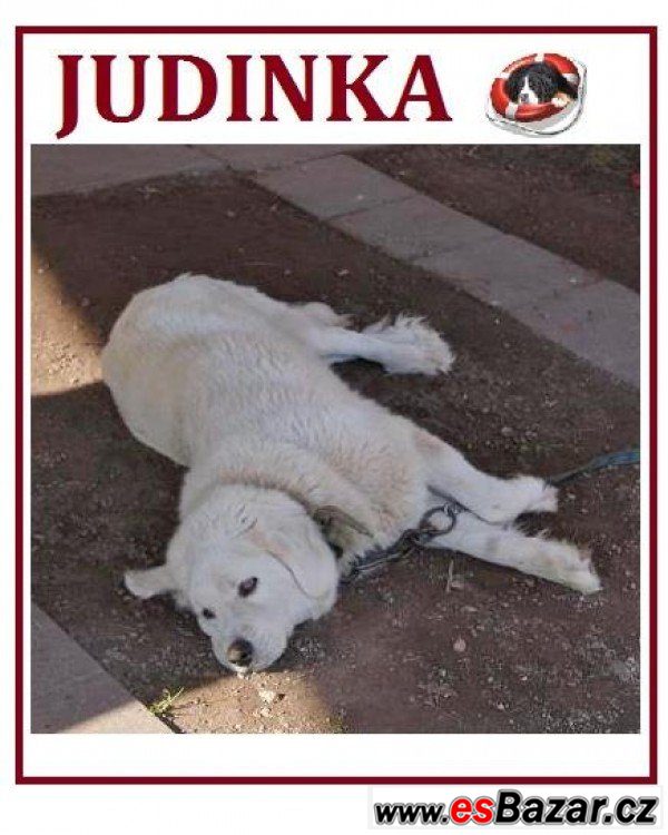 Judinka - čuvač - fena – fotografie 1