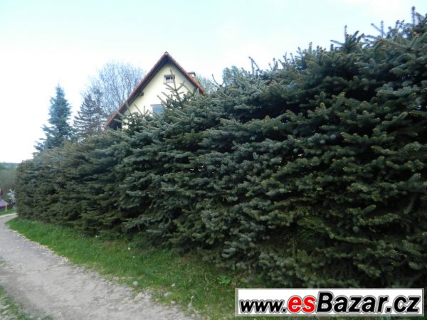 Smrk pichlavý stříbrný - sazenice – fotografie 5
