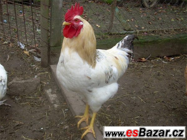 Kohouti ISA Sussex a Moravia Barred – fotografie 2