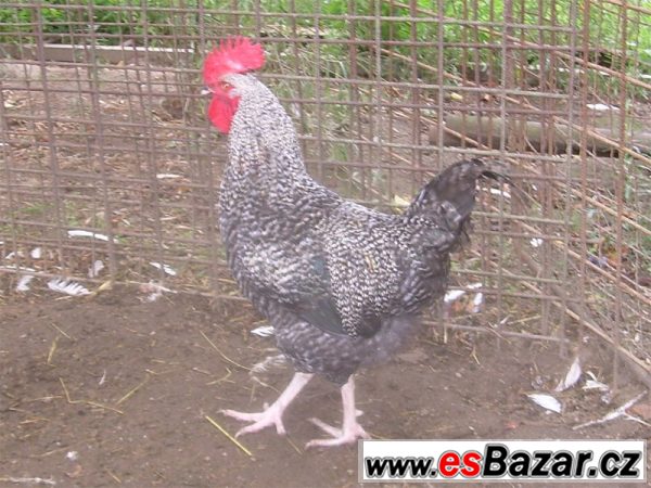 Kohouti ISA Sussex a Moravia Barred – fotografie 6