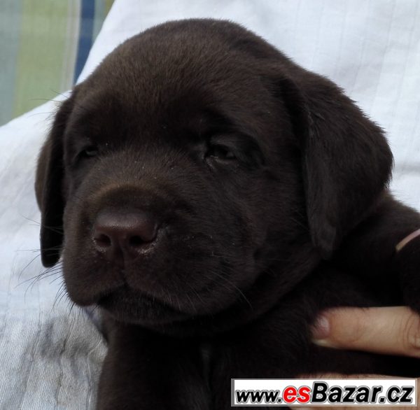 Tmavě čokoládová štěňátka labradora – fotografie 3